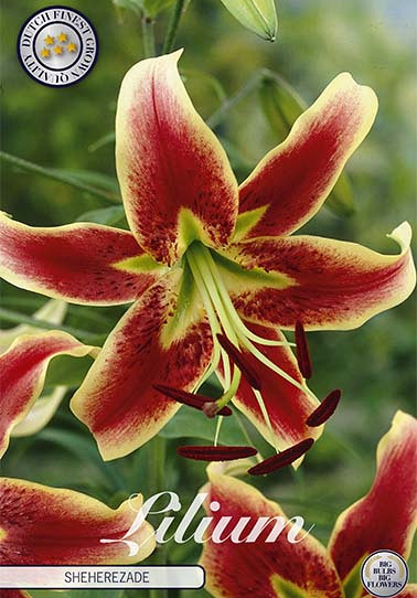 Lilium Sheherazade x 2 16/18