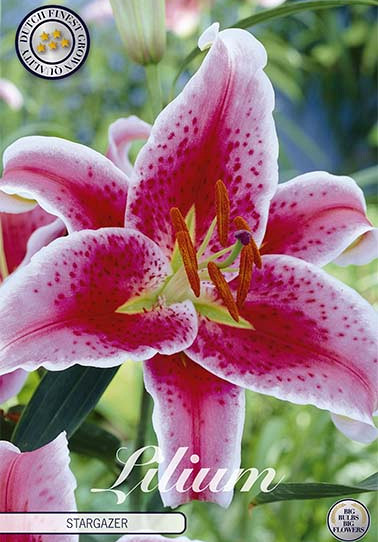 Lilium Stargazer x 2 16/18