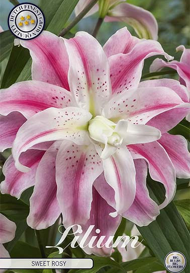 Lilium Sweet Rosy x 1 16/18