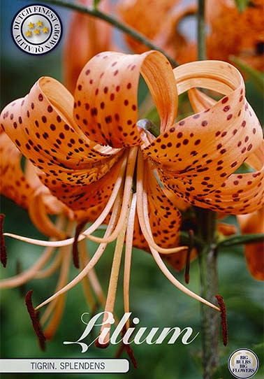 Lilium Tigriin. Splendens x 2 16/18