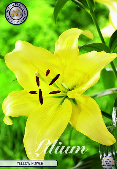 Lilium Yellow Power x 2 16/18