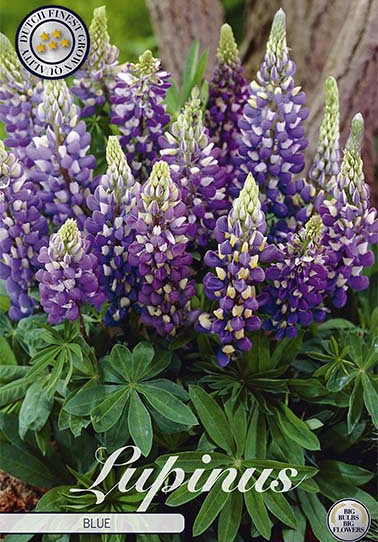 Lupinus Blue x1 I .