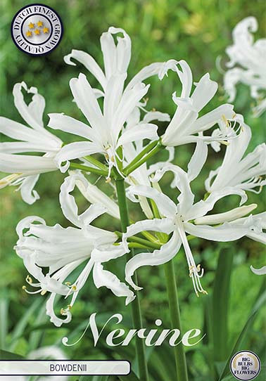 Nerine Bowdenii x 2 12/14