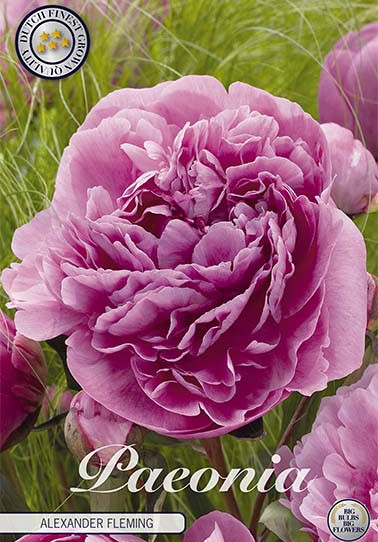 Paeonia Alexander Fleming x1 I