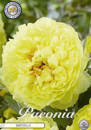 Paeonia Bartzella x1 I