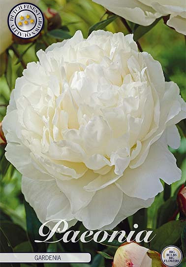 Paeonia Gardenia x1 I