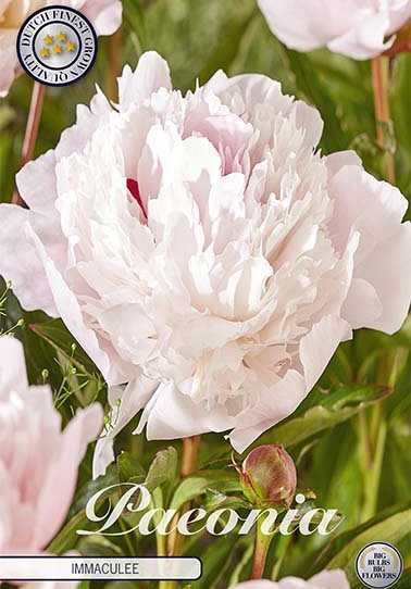 Paeonia Immaculee x1 I