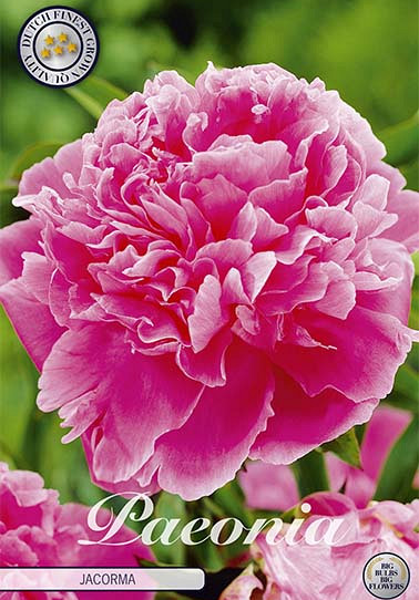 Paeonia Jacorma x1 I