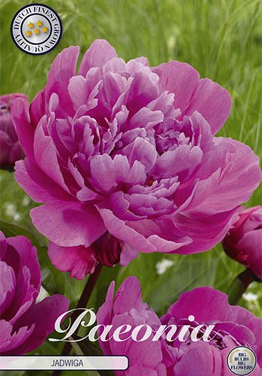 Paeonia Jadwiga x1 I