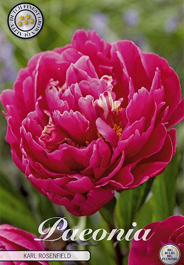 Paeonia Karl Rosenfield x1 I