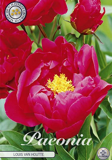 Paeonia Louis van Houtte x1 I