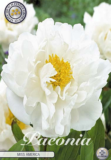 Paeonia Miss America x 1 I