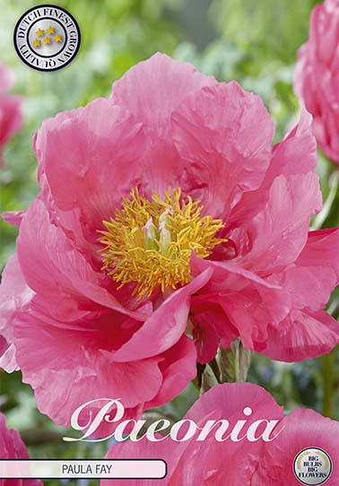 Paeonia Paula Fay x1 I