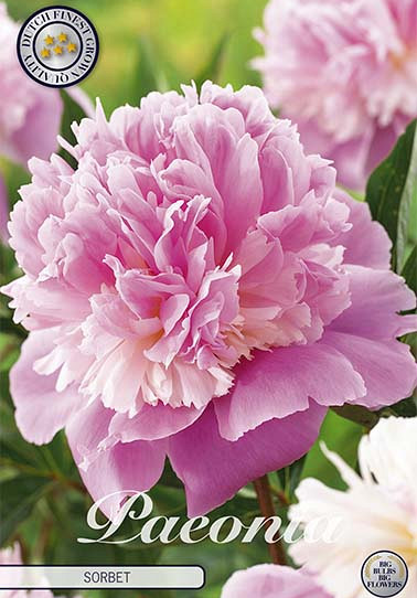 Paeonia Sorbet x1 I