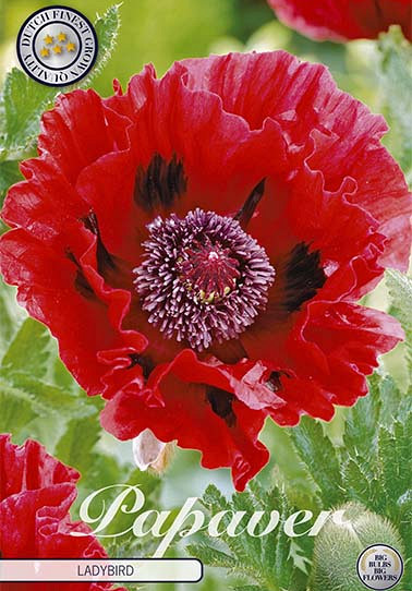 Papaver Ladybird x1 I .