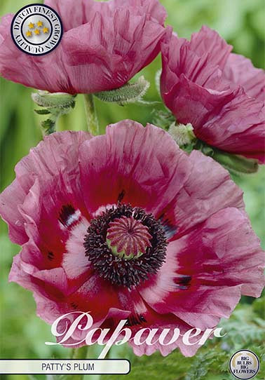 Papaver Patty's Plum x1 I .