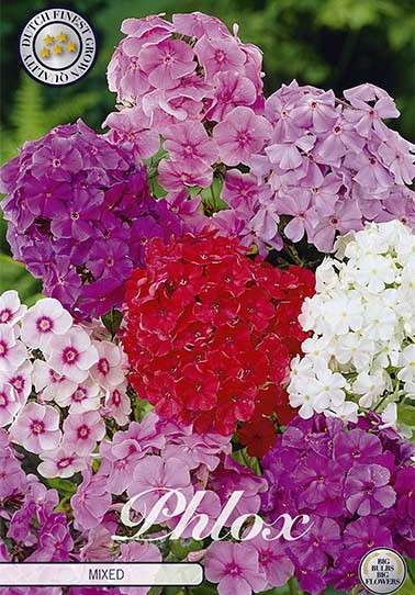 Phlox Mixed x3 I .