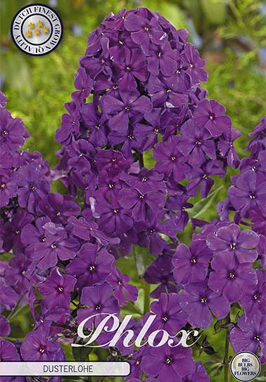 Phlox Purple 1 I .