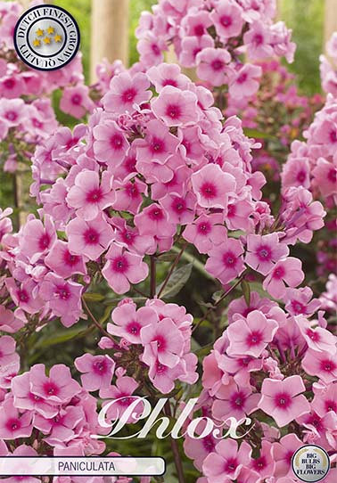 Phlox Pink 1 I .