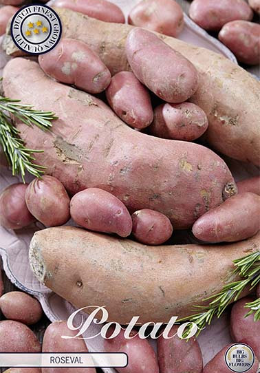 Potato Roseval .