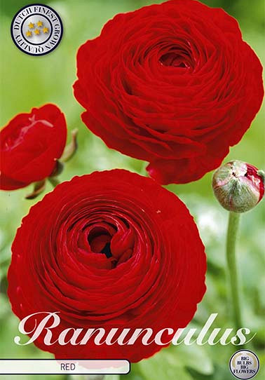 Ranunculus Red x 10 6/7