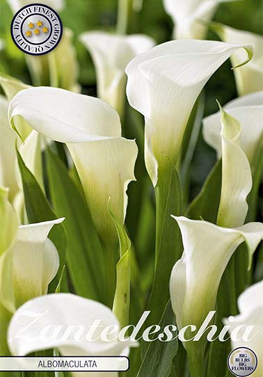 Zantedeschia Albomuculata x 1 14/16