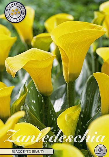 Zantedeschia Black Eyed Beauty x 1 14/16