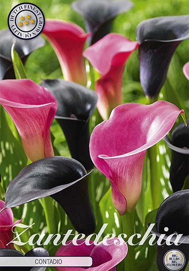 Zantedeschia Contadio x 2 14/16