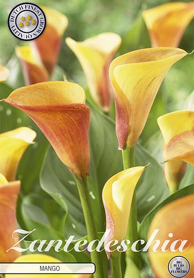 Zantedeschia Mango x 1 14/16