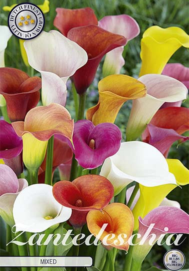 Zantedeschia Mixed x 3 14/16