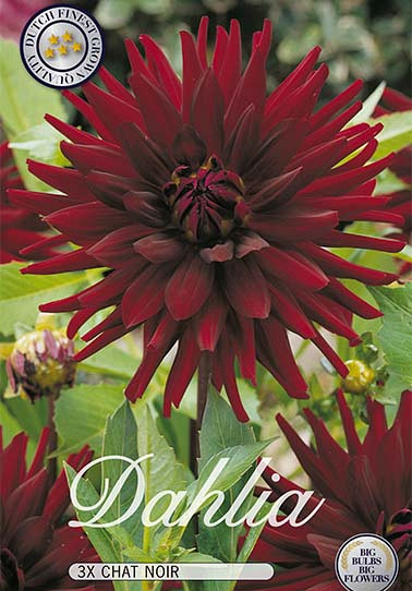 Dahlia Cactus Chat Noir x 3 I .