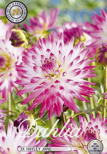 Dahlia Cactus Hayley Jane x 3 I .