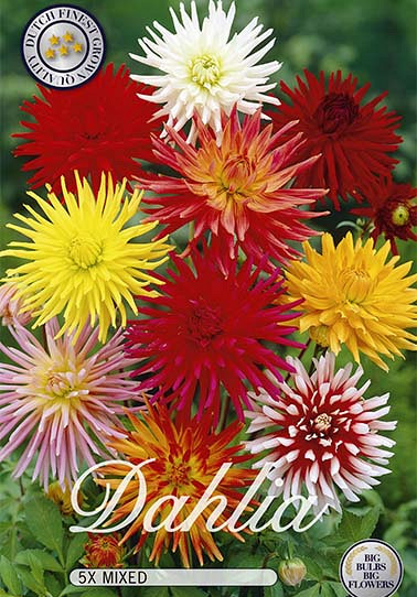 Dahlia Cactus Mix x 5 I .