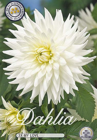 Dahlia Cactus My Love x 3 I .