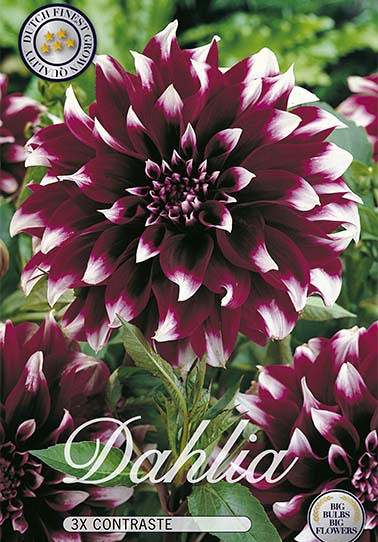 Dahlia Deco. Contraste x 3 I .