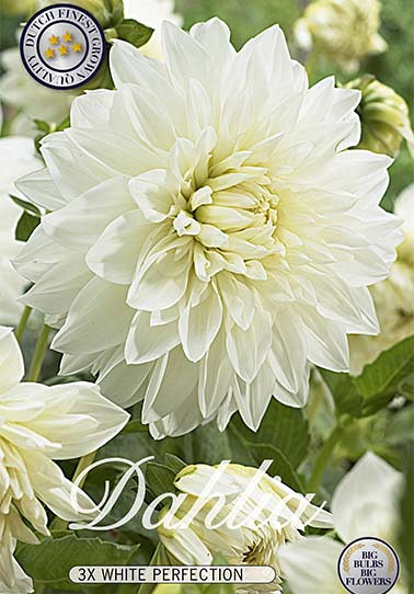 Dahlia Deco. White Perfection x 3 I .