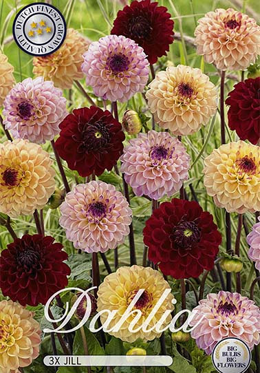 Dahlia Jill mix x 3 I .