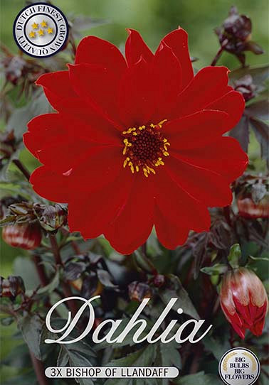 Dahlia Special Bischop of Landaff x 3 I .