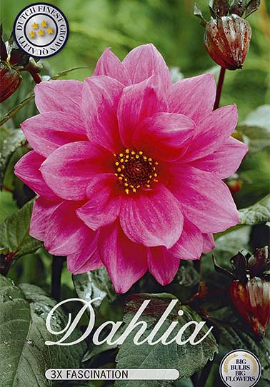 Dahlia Special Fascination x 3 I .