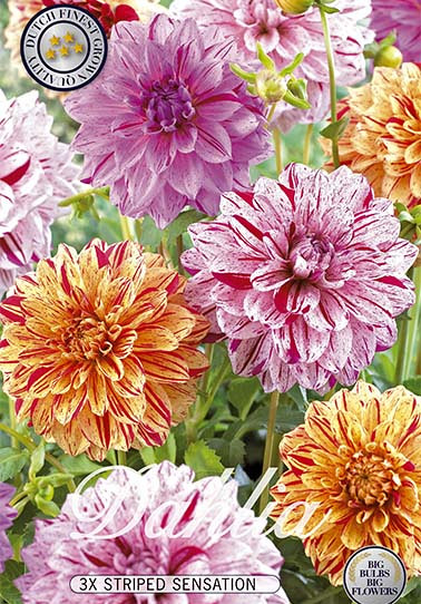 Dahlia Striped Sensation x 3 I .