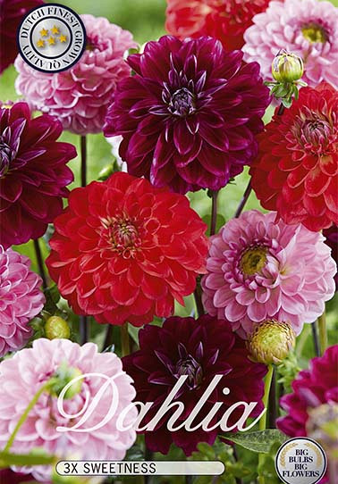 Dahlia Sweetness mix x 3 I .