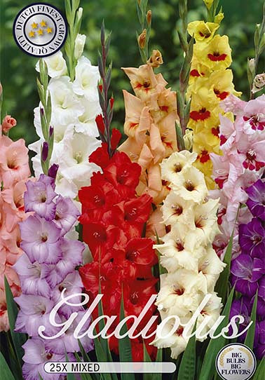 Gladiolus Mixed x25  12/14