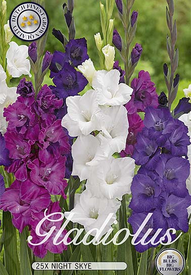 Gladiolus Night Skye x 25 I 12/14