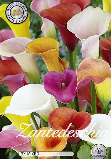 Zantedeschia Mixed x3  14/18