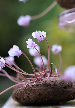 Hederifolium 30/+