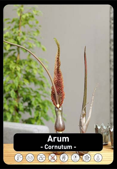 Arum Cornutum x25 22/+