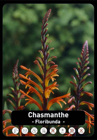 Chasmanthe Floribunda x30 22/24