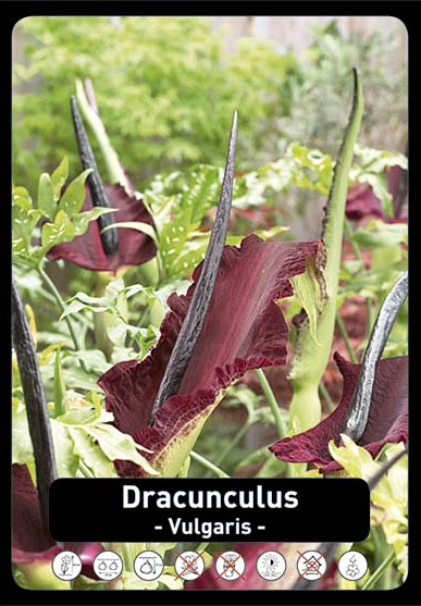 Dracunculus Vulgaris x20 .