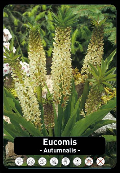 Eucomis Alba x50 16/+