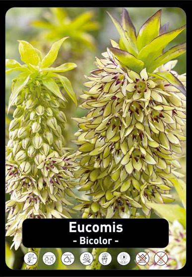 Eucomis Bicolor   x 20 24/+